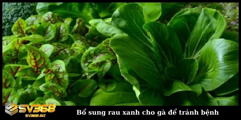 Sư kê chia sẻ cách nuôi gà không bị bệnh dành cho người mới 3 Bổ sung rau xanh cho gà để tránh bệnh