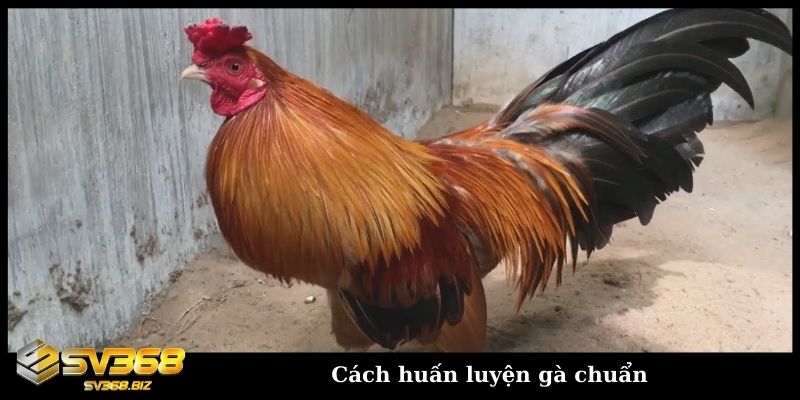 Cách huấn luyện gà chọi chi tiết từ cơ bản đến nâng cao 1 cach huan luyen ga chuan