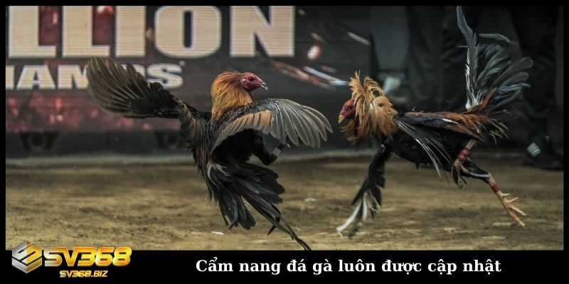 Cẩm nang đá gà SV368 cho mọi người chơi chuẩn như SGK 4 Cẩm nang đá gà luôn được cập nhật