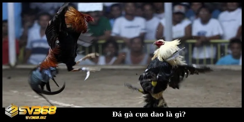Đá gà cựa dao - Khám phá hình thức đấu gà trực tuyến hấp dẫn 1 Tìm hiểu về đá gà cựa dao