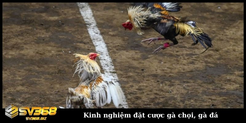 Cẩm nang đá gà SV368 cho mọi người chơi chuẩn như SGK 3 Kinh nghiệm đặt cược gà chọi, gà đá