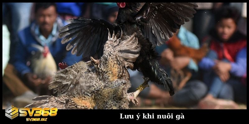 Sư kê chia sẻ cách nuôi gà không bị bệnh dành cho người mới 5 Lưu ý khi nuôi gà
