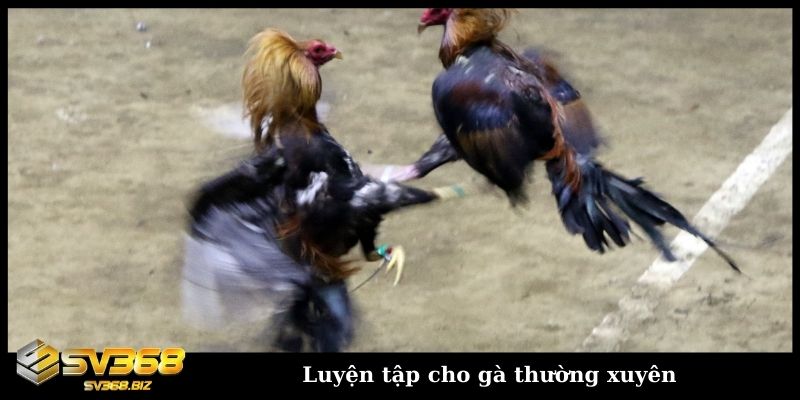 Cách huấn luyện gà chọi chi tiết từ cơ bản đến nâng cao 4 Luyện tập cho gà thường xuyên